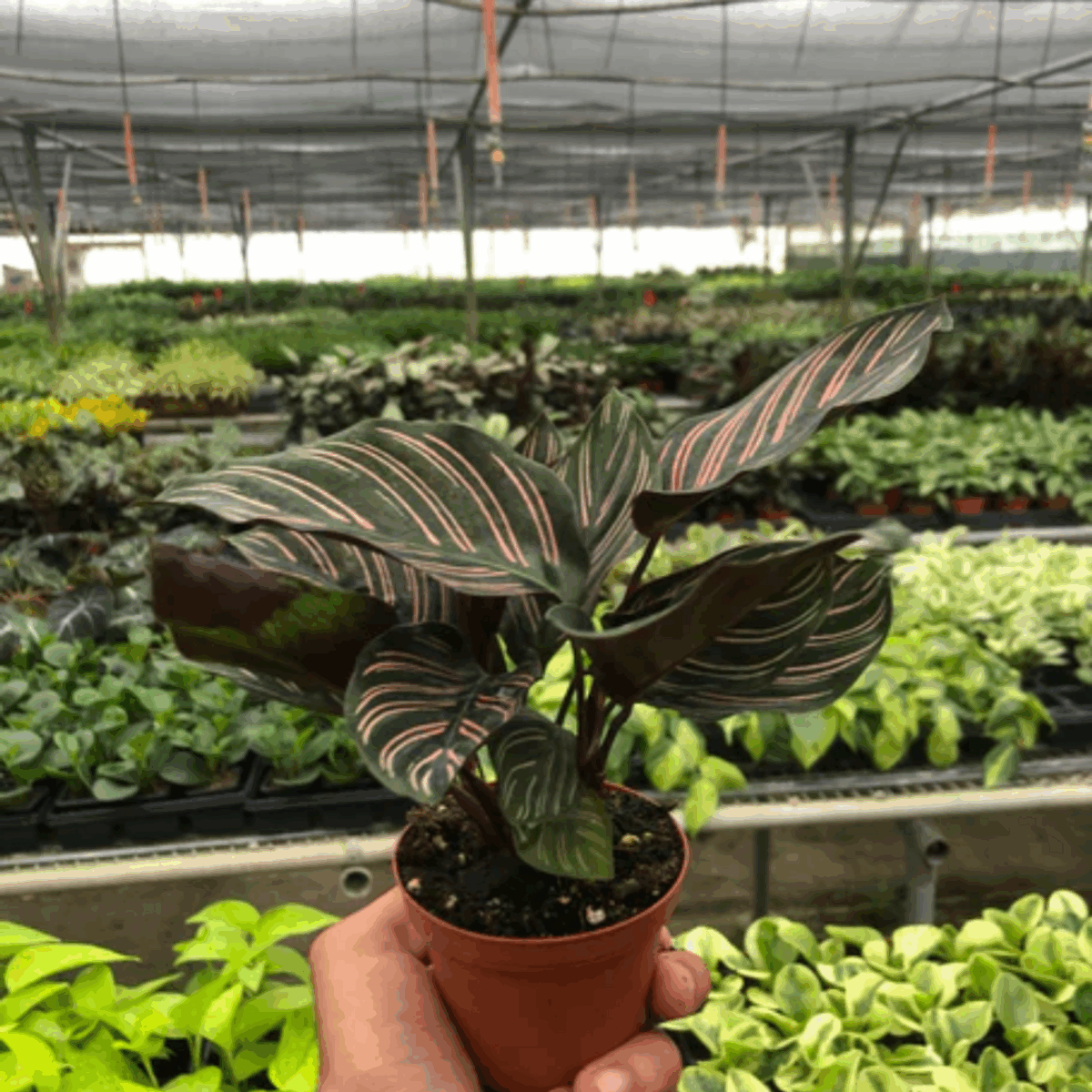 Ornata Calathea - Image 6