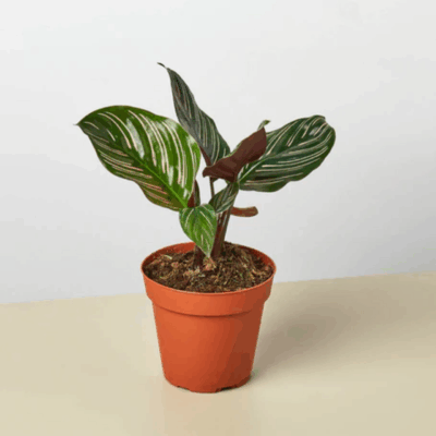 Alternative view of Ornata Calathea