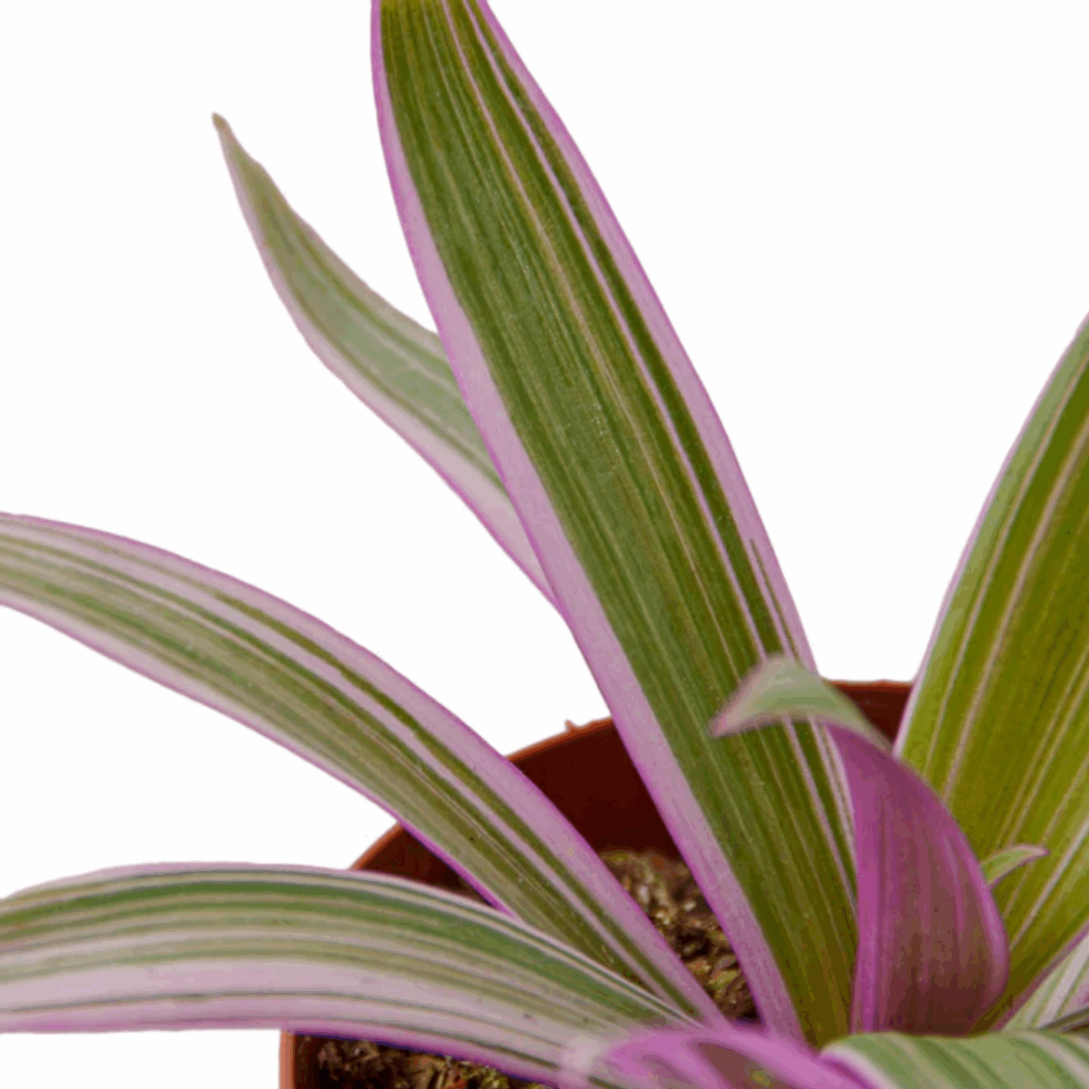 Oyster Plant - Image 2