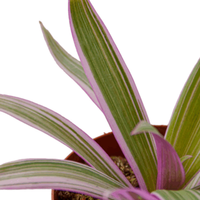 Alternative view of Oyster Plant