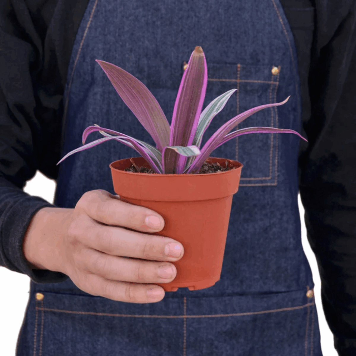 Oyster Plant - Image 3