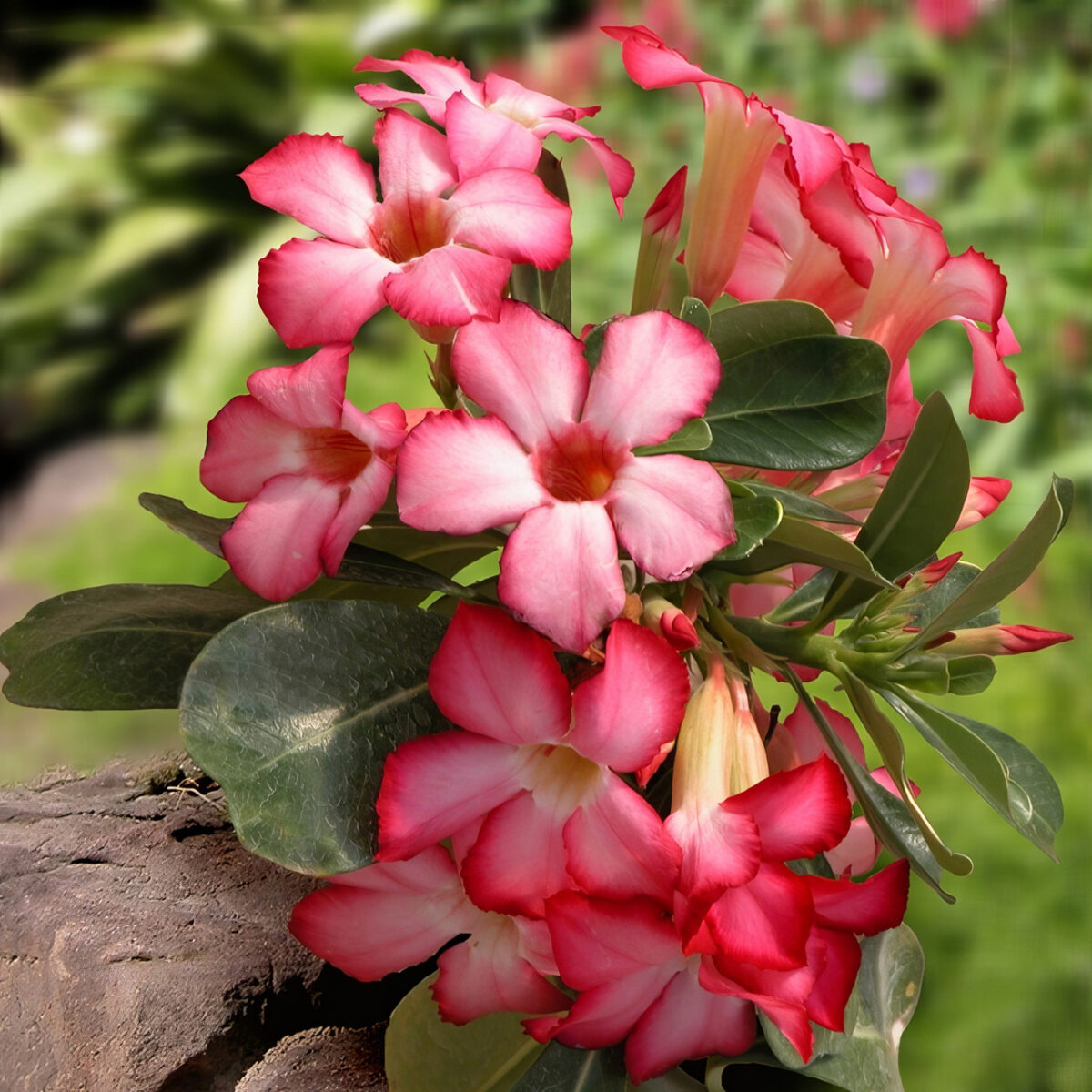 Desert Rose - Image 5