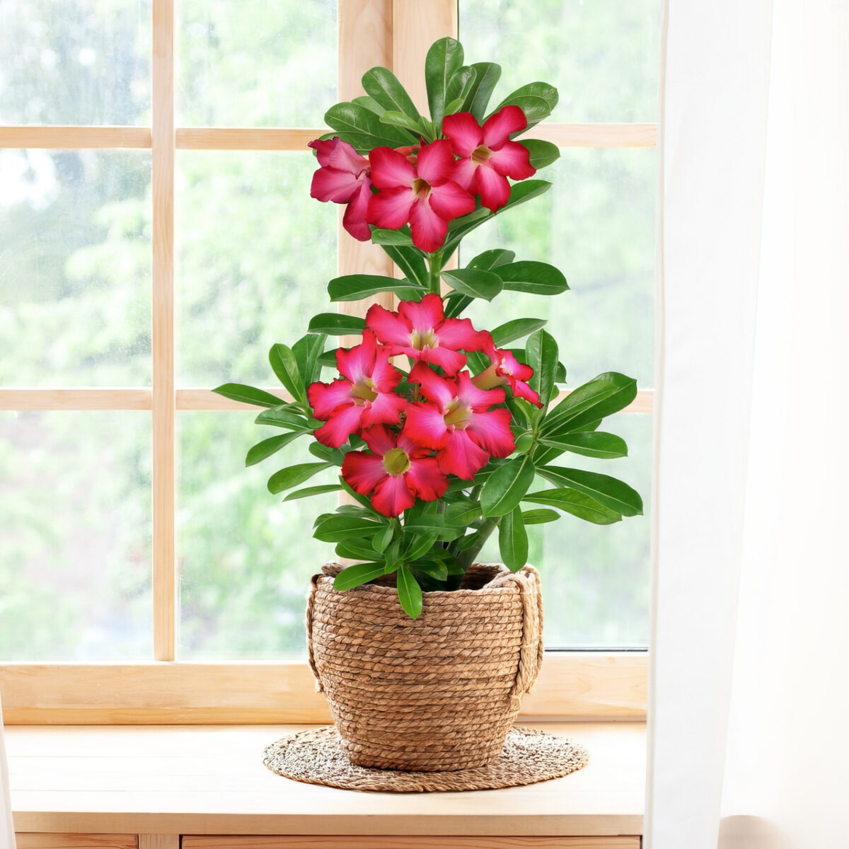 Desert Rose - Image 7