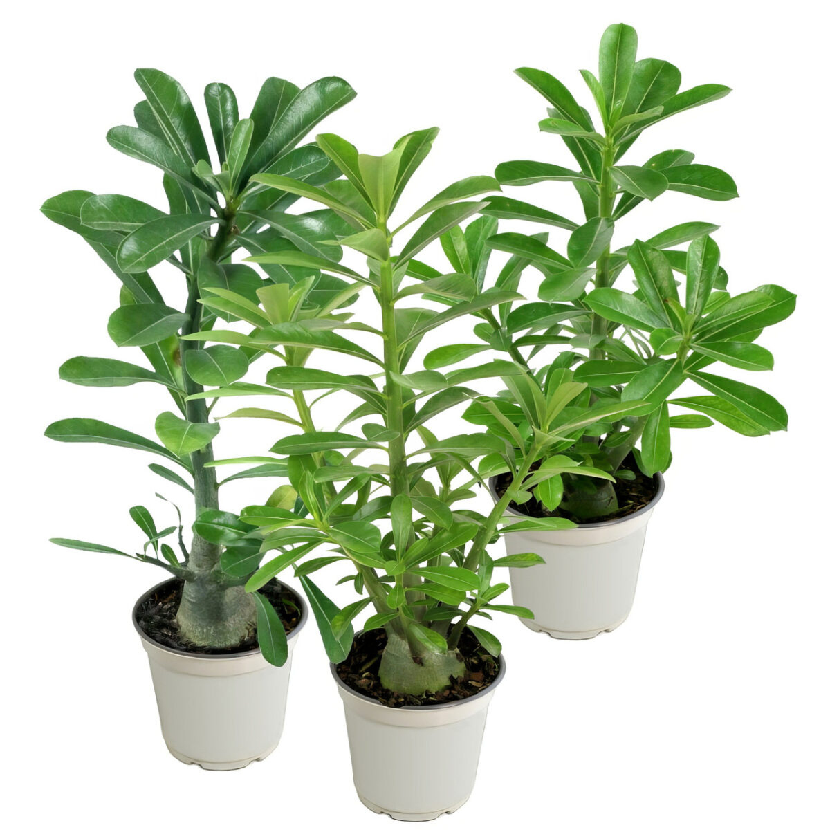 Desert Rose - Image 2