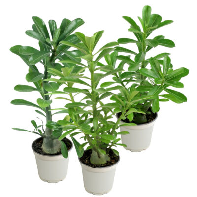 Alternative view of Desert Rose
