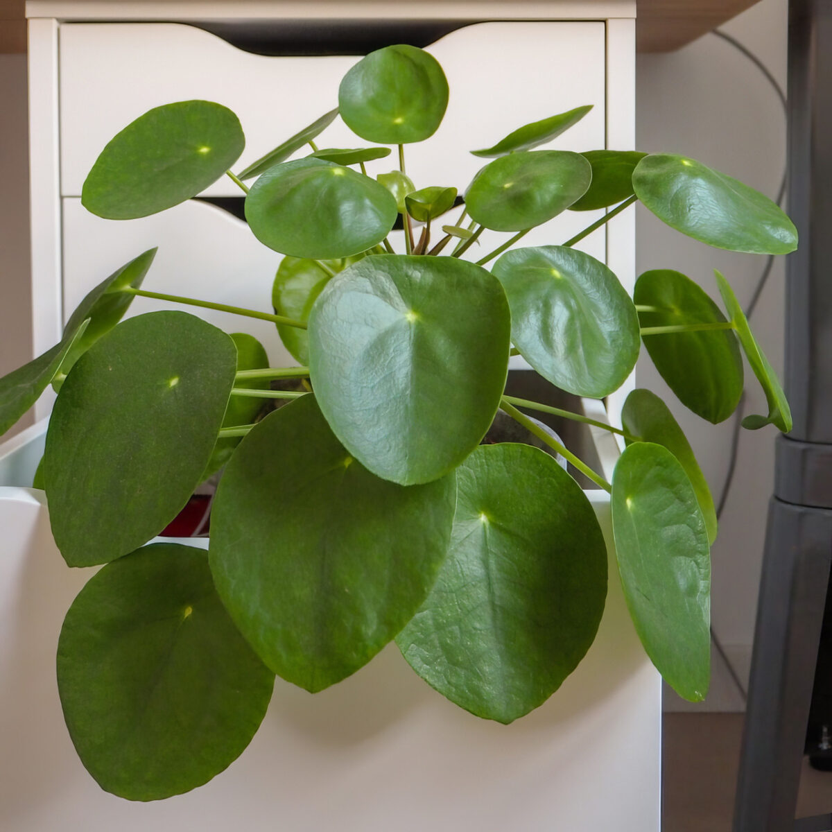 Chinese Money Plant - Image 4
