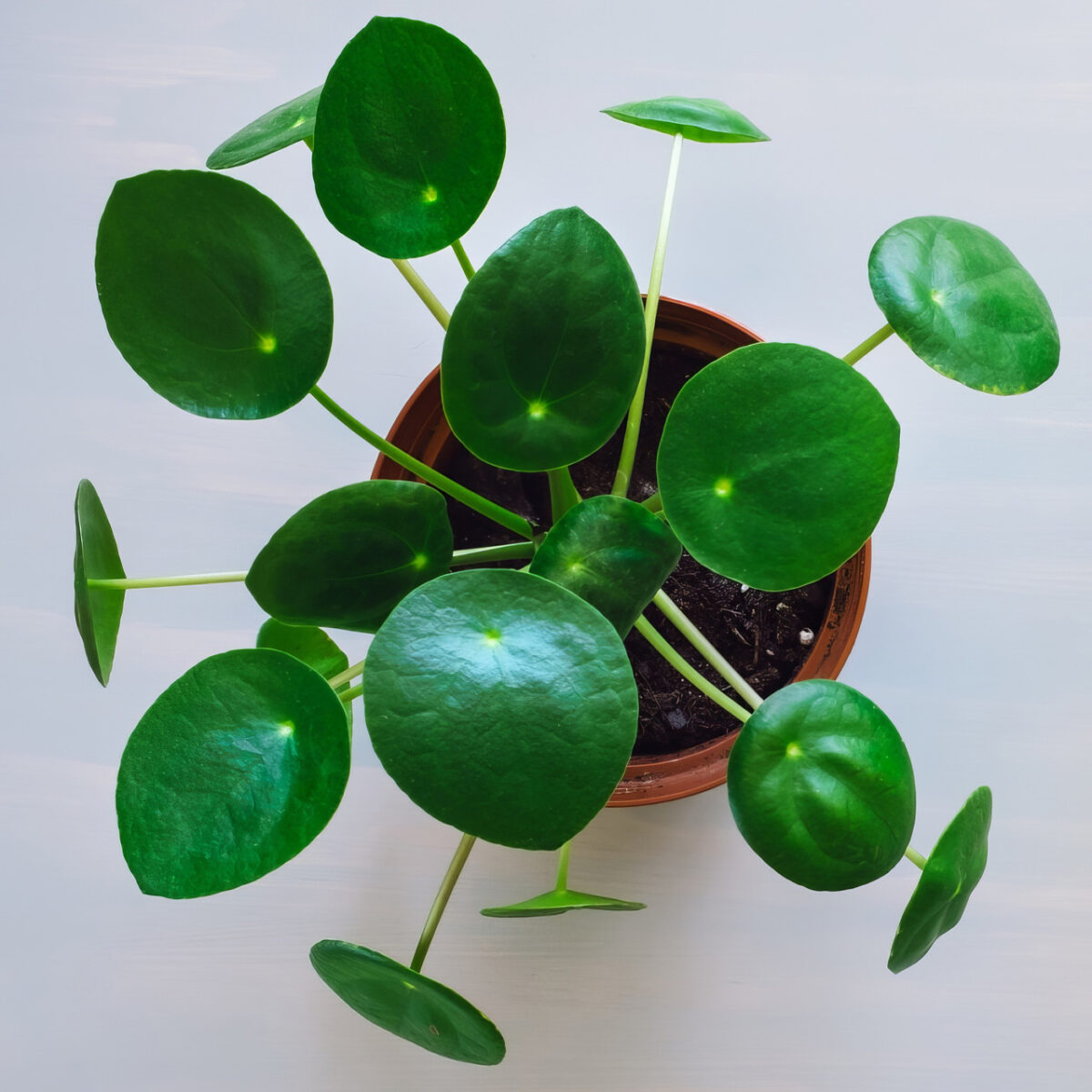 Chinese Money Plant - Image 3
