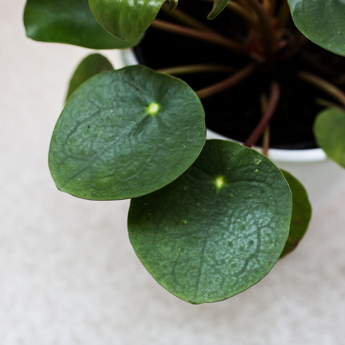 Chinese Money Plant - Image 6