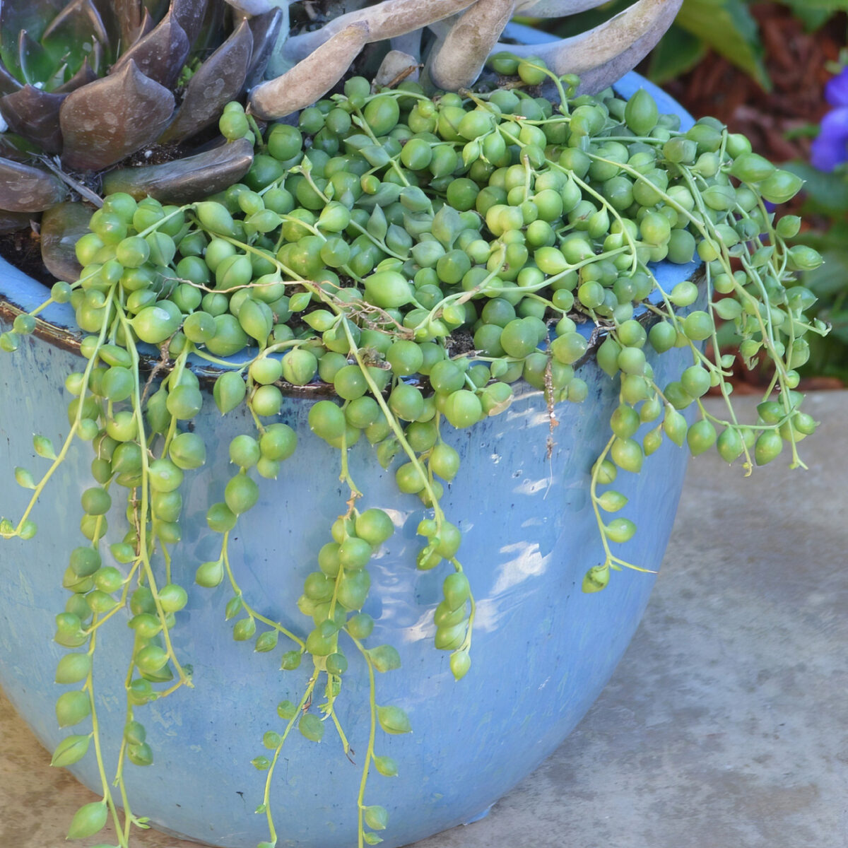 String Of Pearls - Image 2