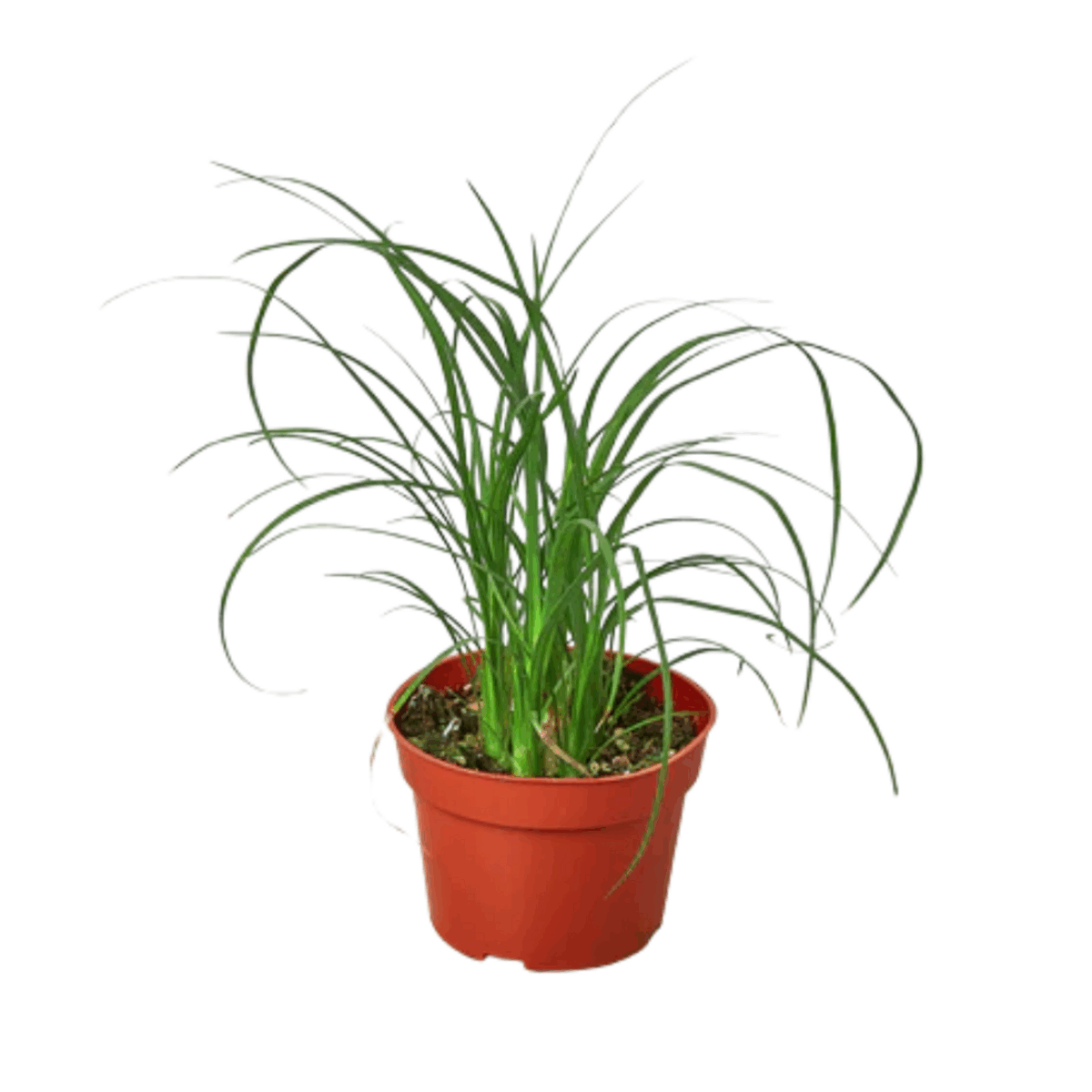 Ponytail Palm - Image 4