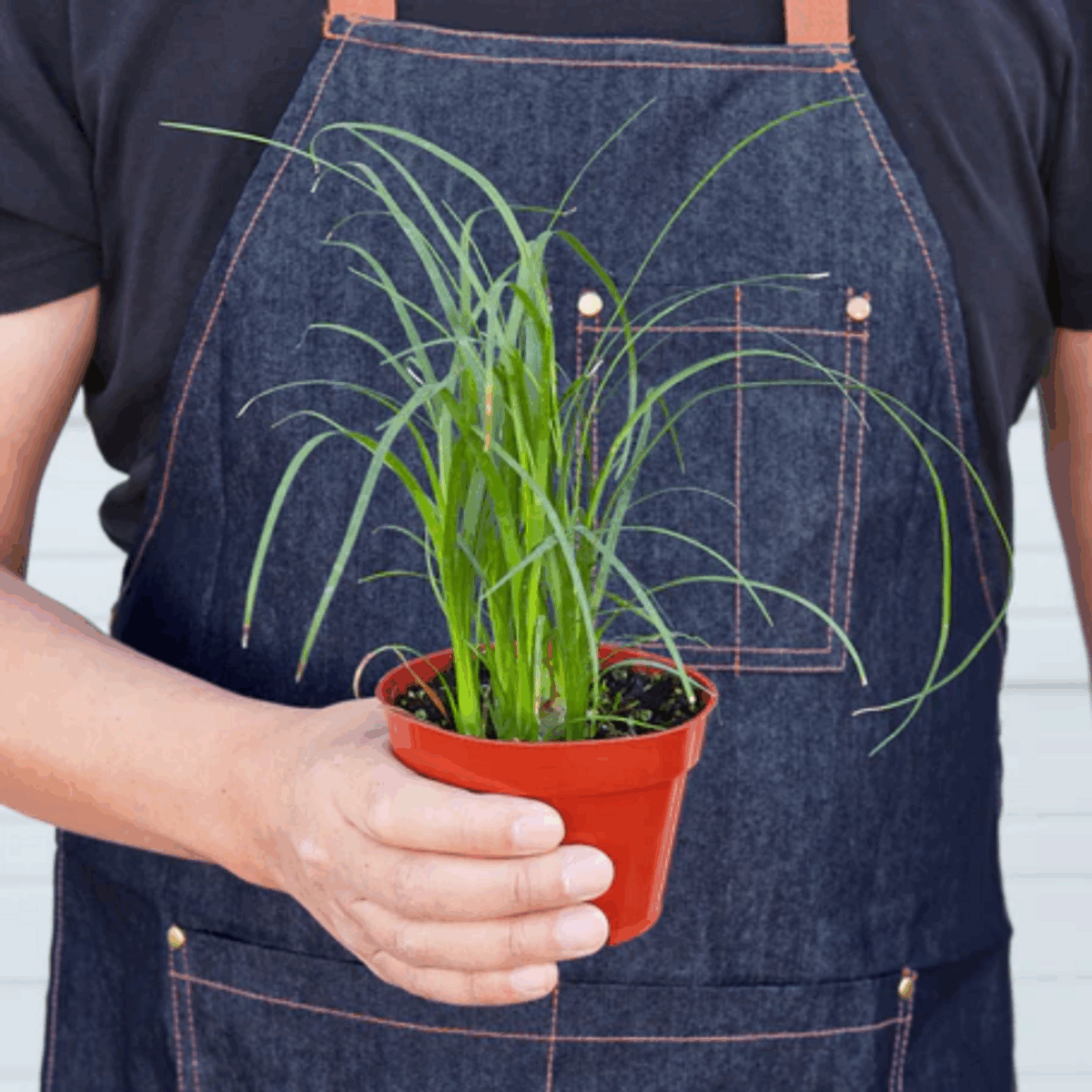 Ponytail Palm - Image 2