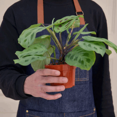 Alternative view of Common Prayer Plant