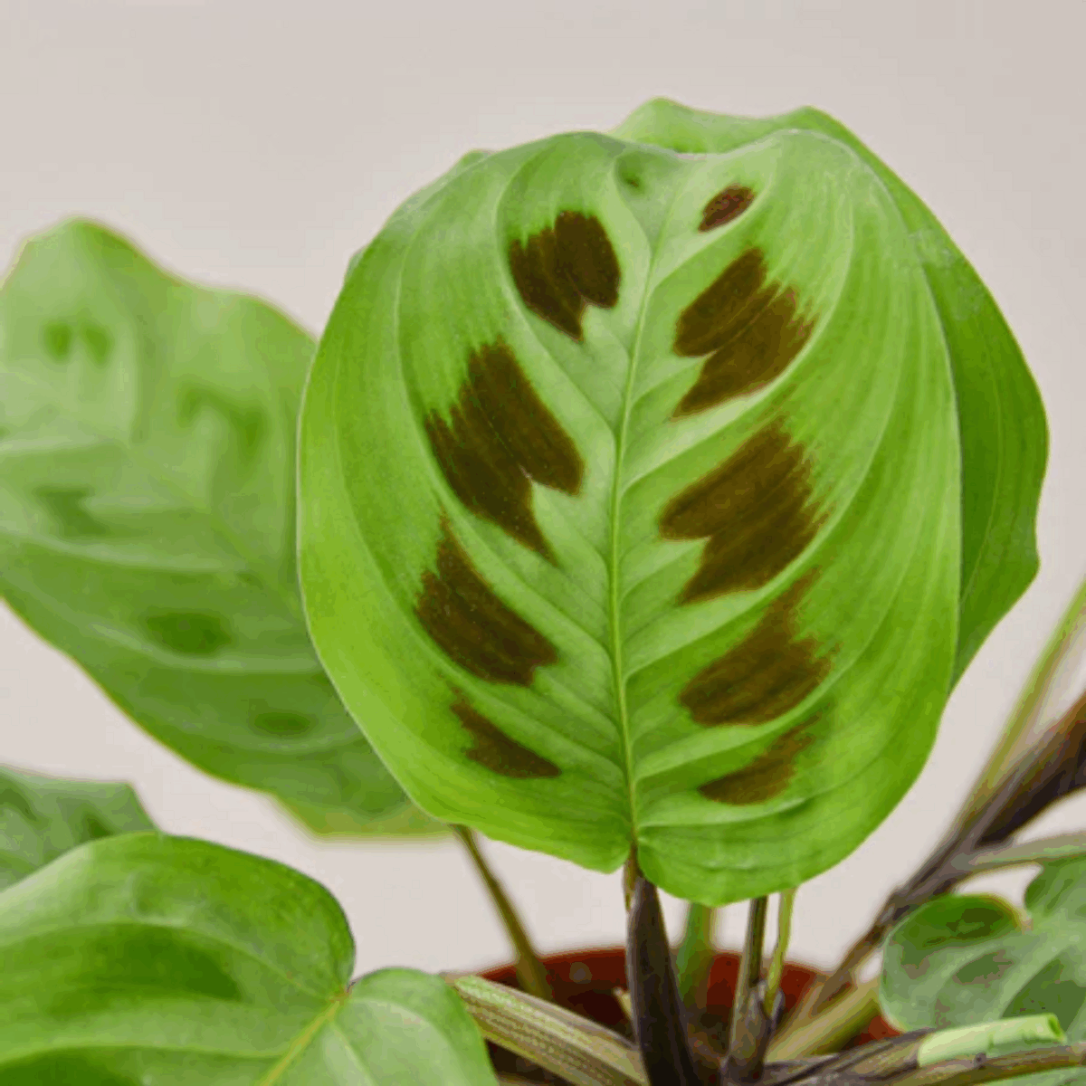 Common Prayer Plant - Image 3
