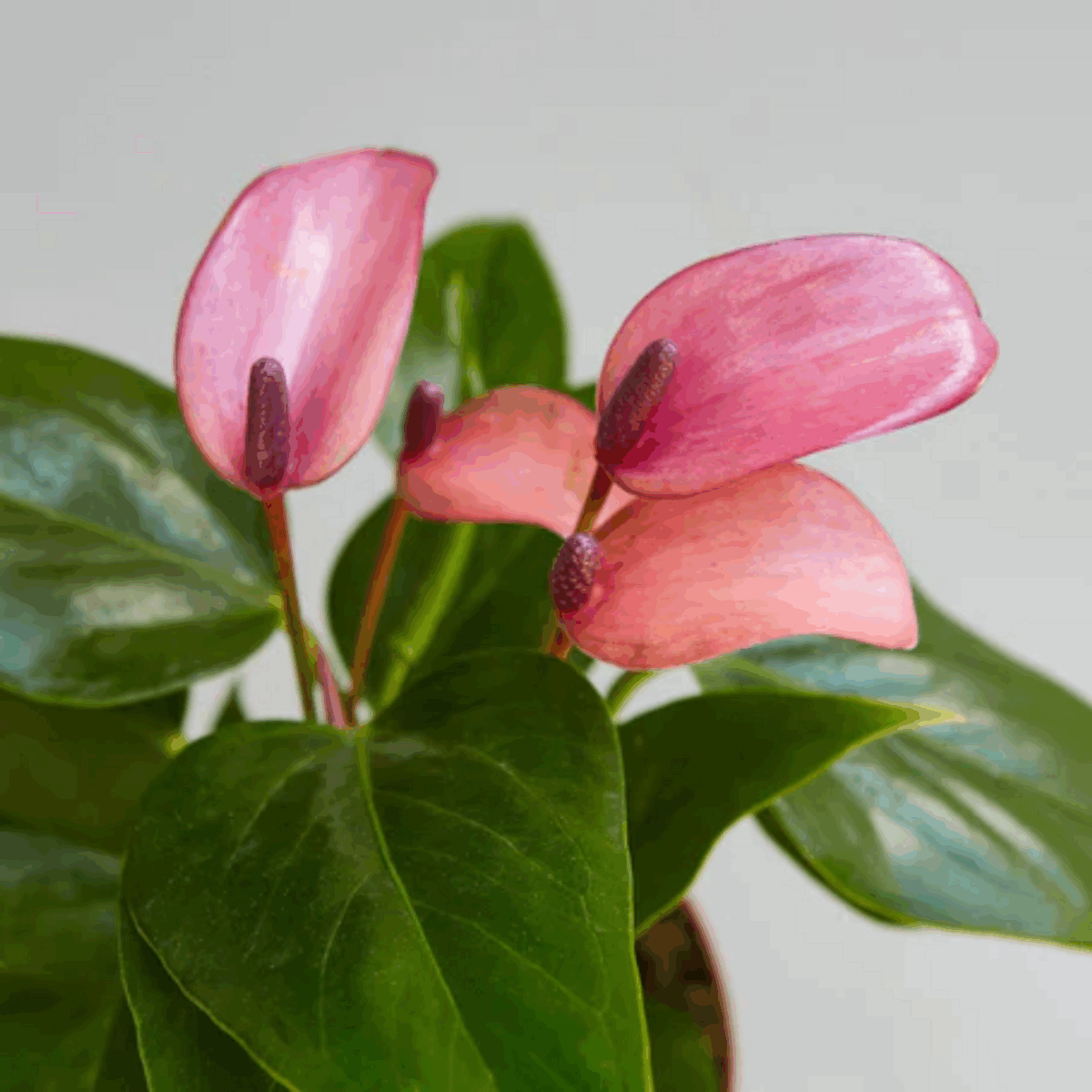 Purple Anthurium - Image 4