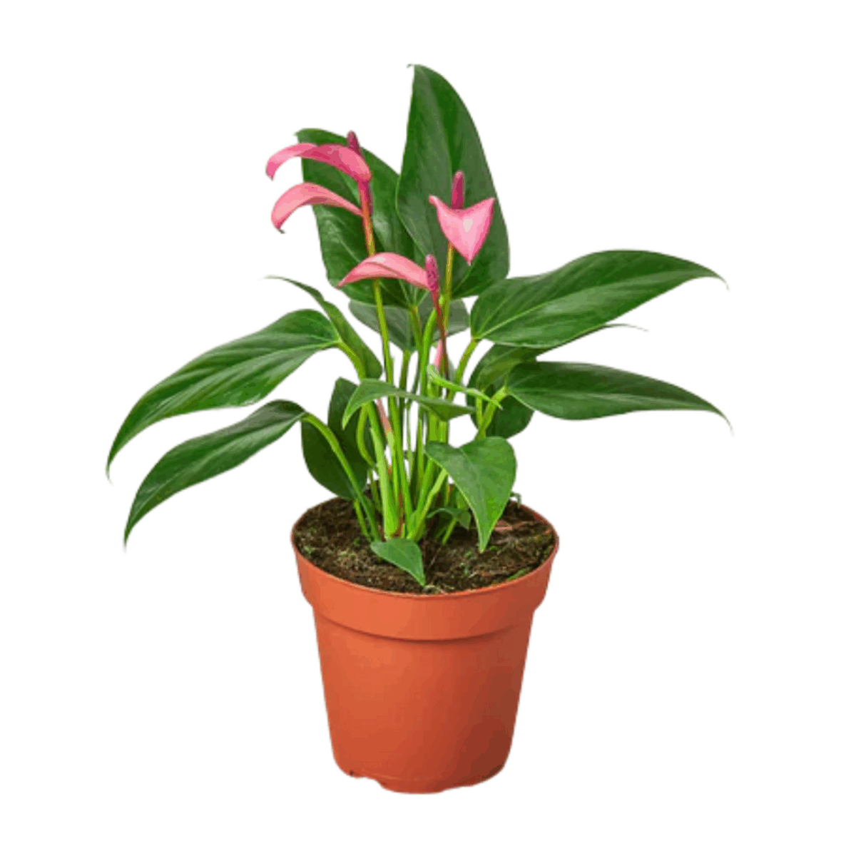 Purple Anthurium - Image 3