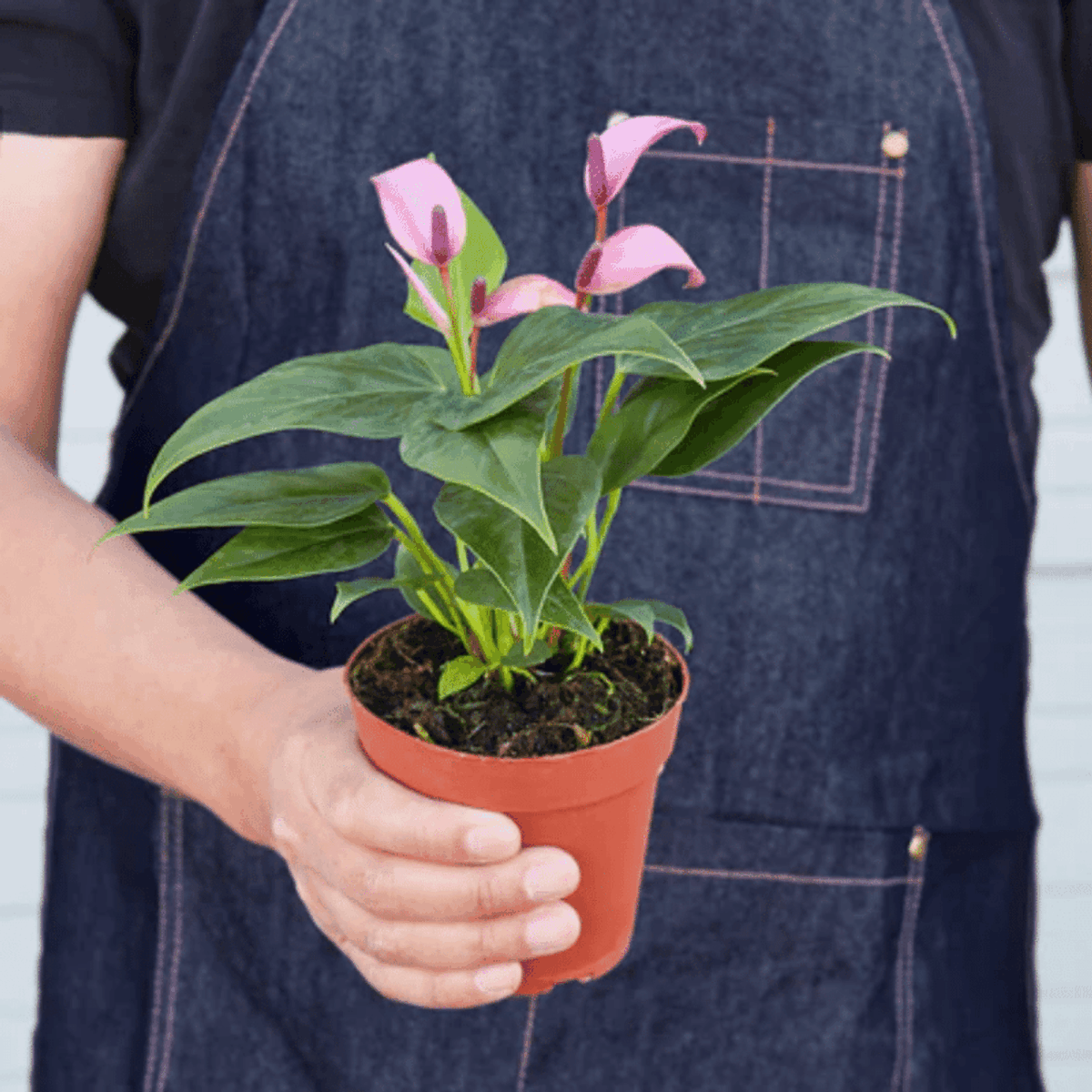 Purple Anthurium
