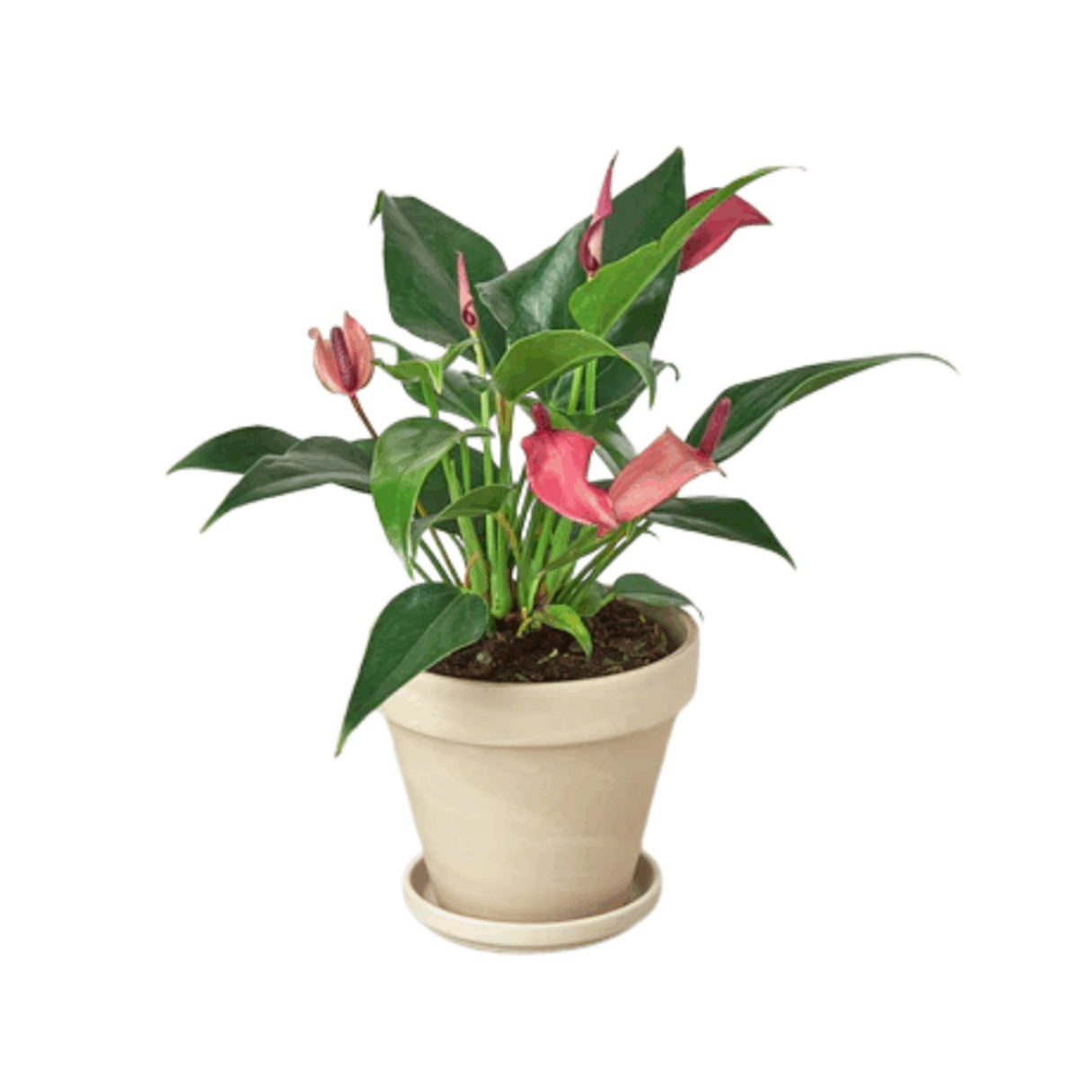 Purple Anthurium - Image 2