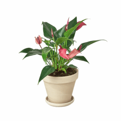 Alternative view of Purple Anthurium