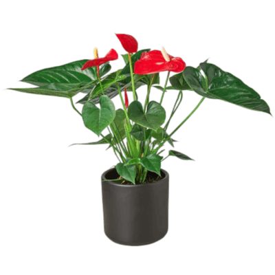 Alternative view of Red Anthurium