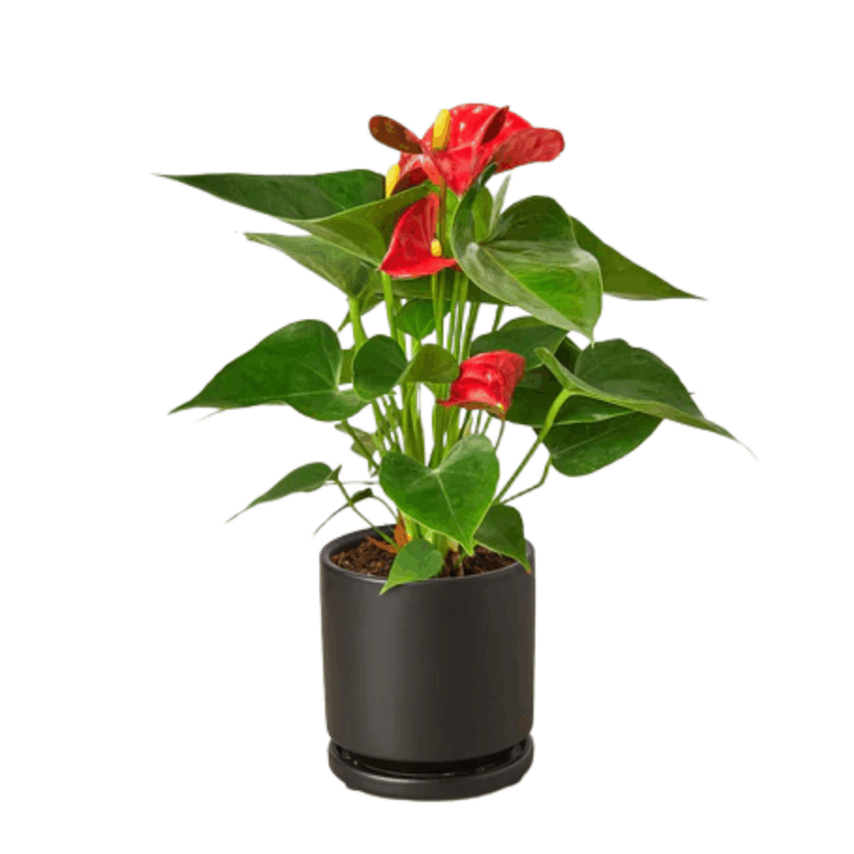 Red Anthurium - Image 7
