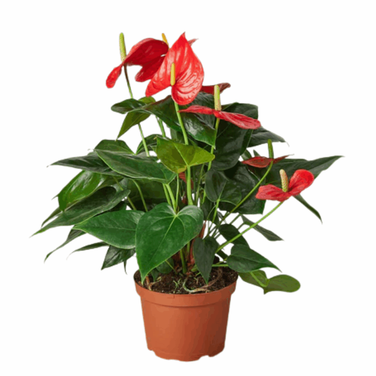 Red Anthurium - Image 6