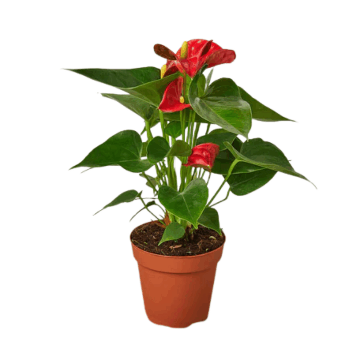 Red Anthurium - Image 5