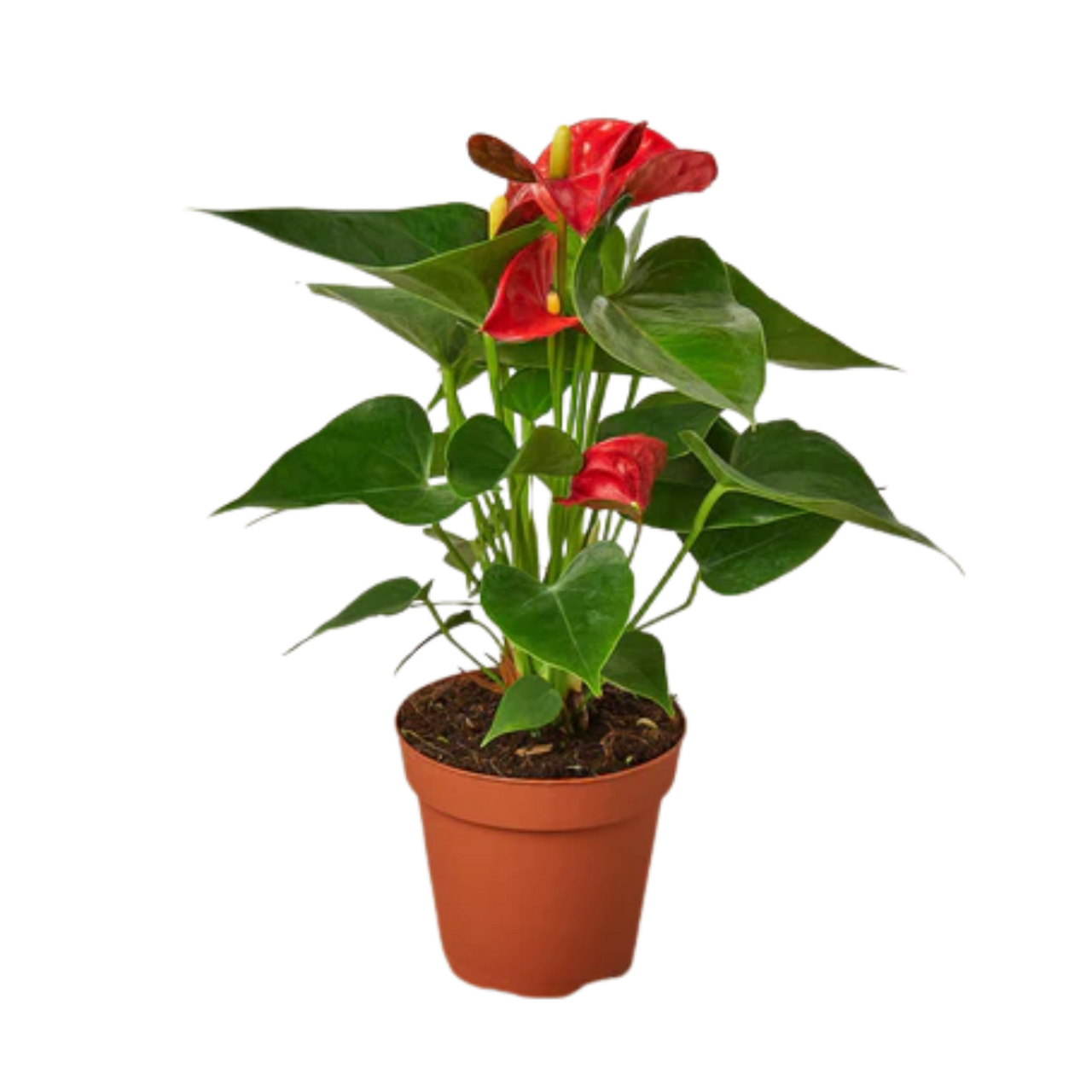 Red Anthurium - Image 5