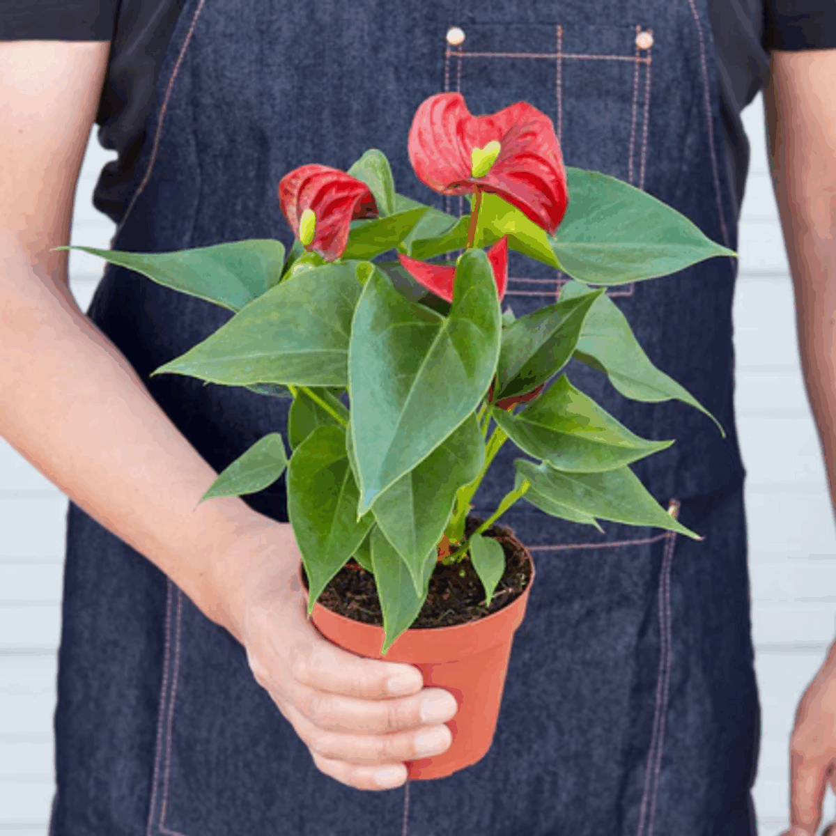 Red Anthurium