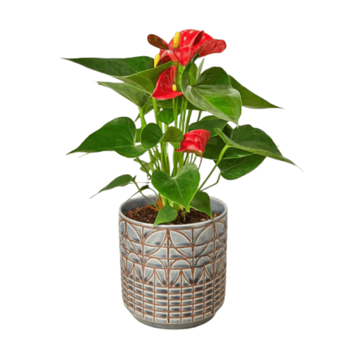 Red Anthurium - Image 3