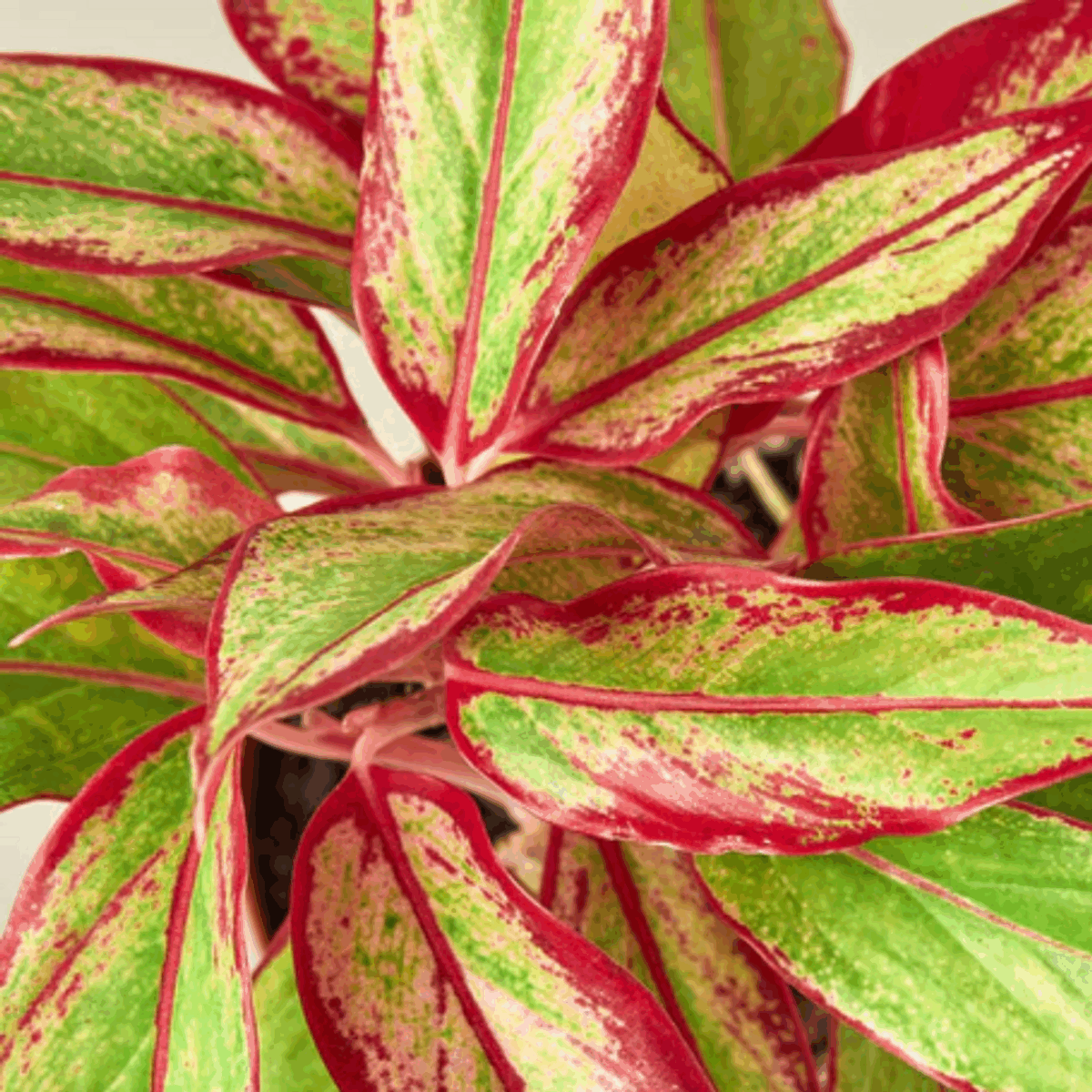 Red Siam Aglaonema - Image 4
