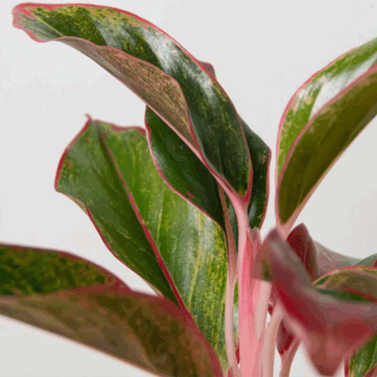 Red Siam Aglaonema - Image 3