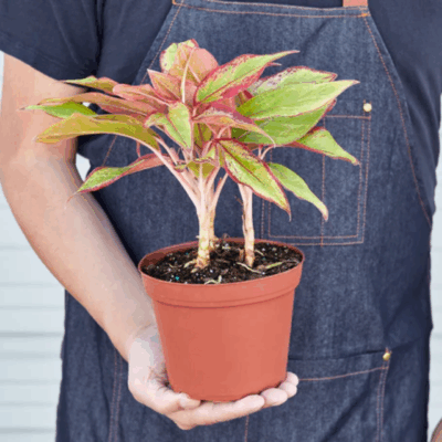 Alternative view of Red Siam Aglaonema