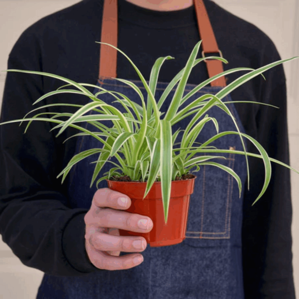 Reverse Spider Plant - Image 4