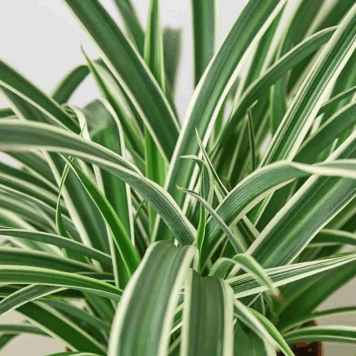 Reverse Spider Plant - Image 2
