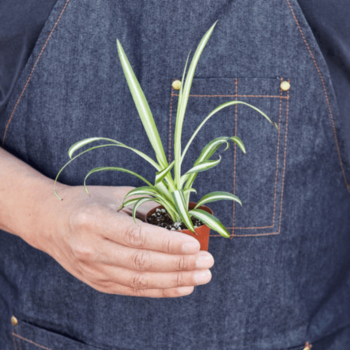 Reverse Spider Plant - Image 5