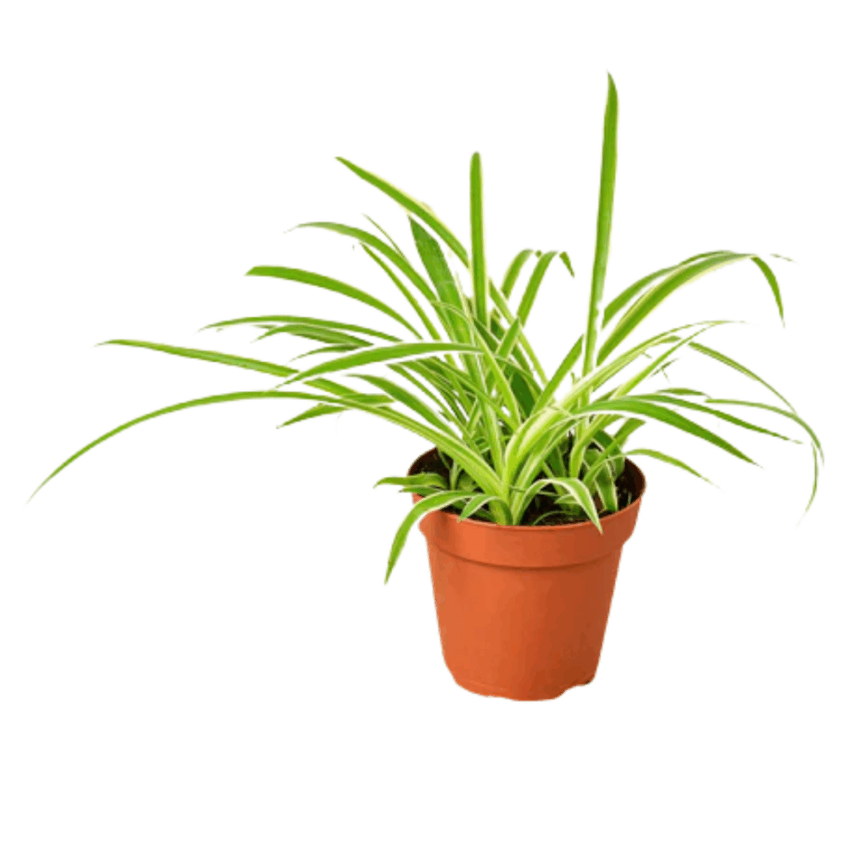 Reverse Spider Plant - Image 3