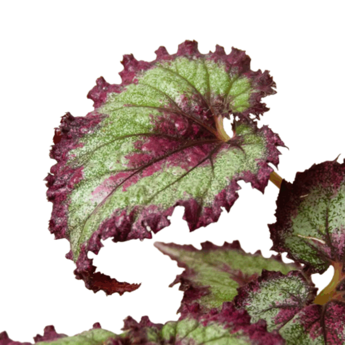 Rex Begonia - Image 5