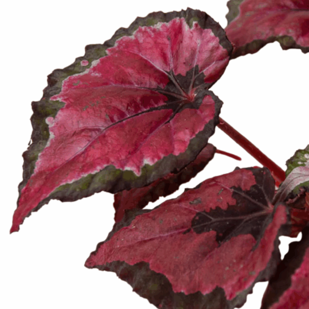 Rex Begonia - Image 3