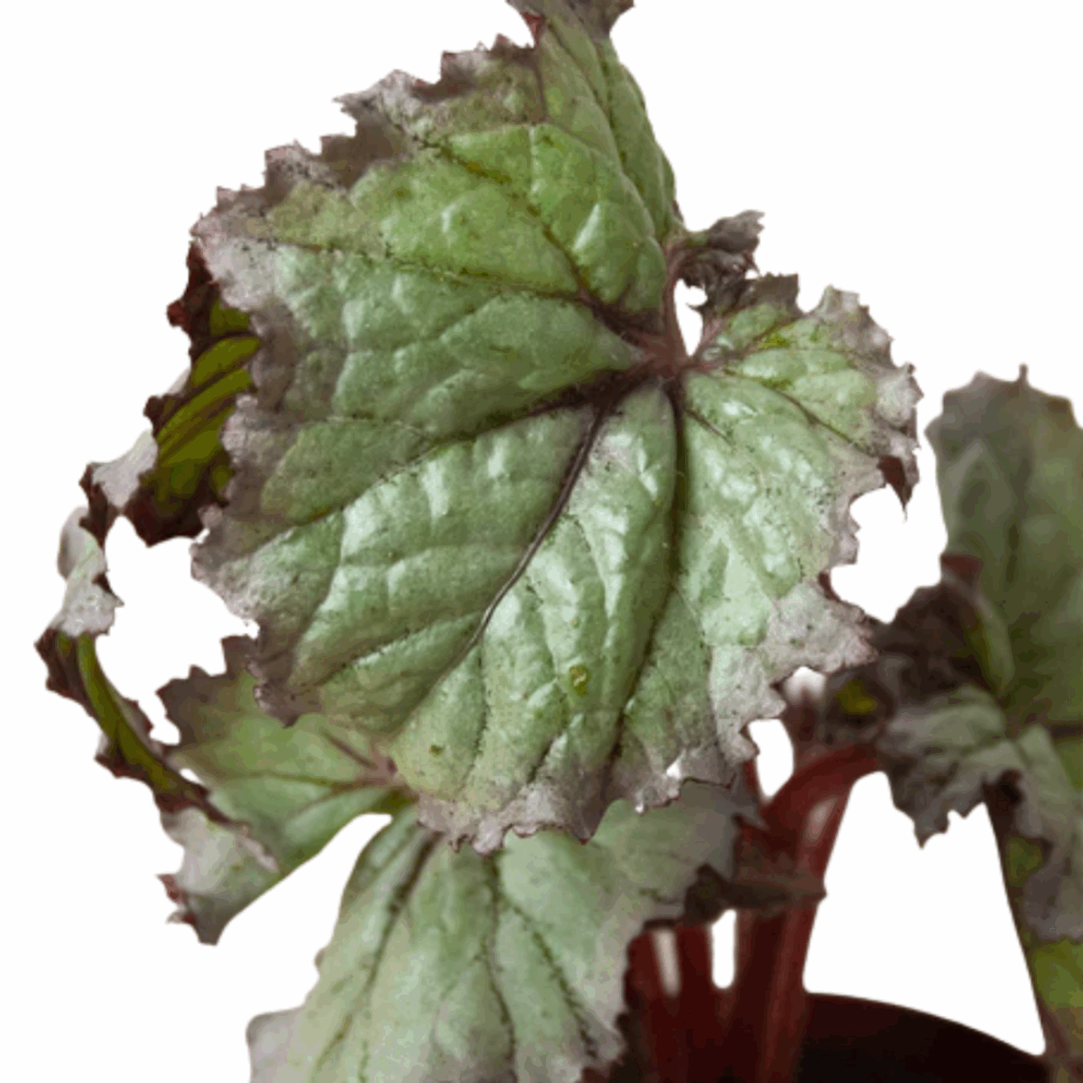 Rex Begonia - Image 4