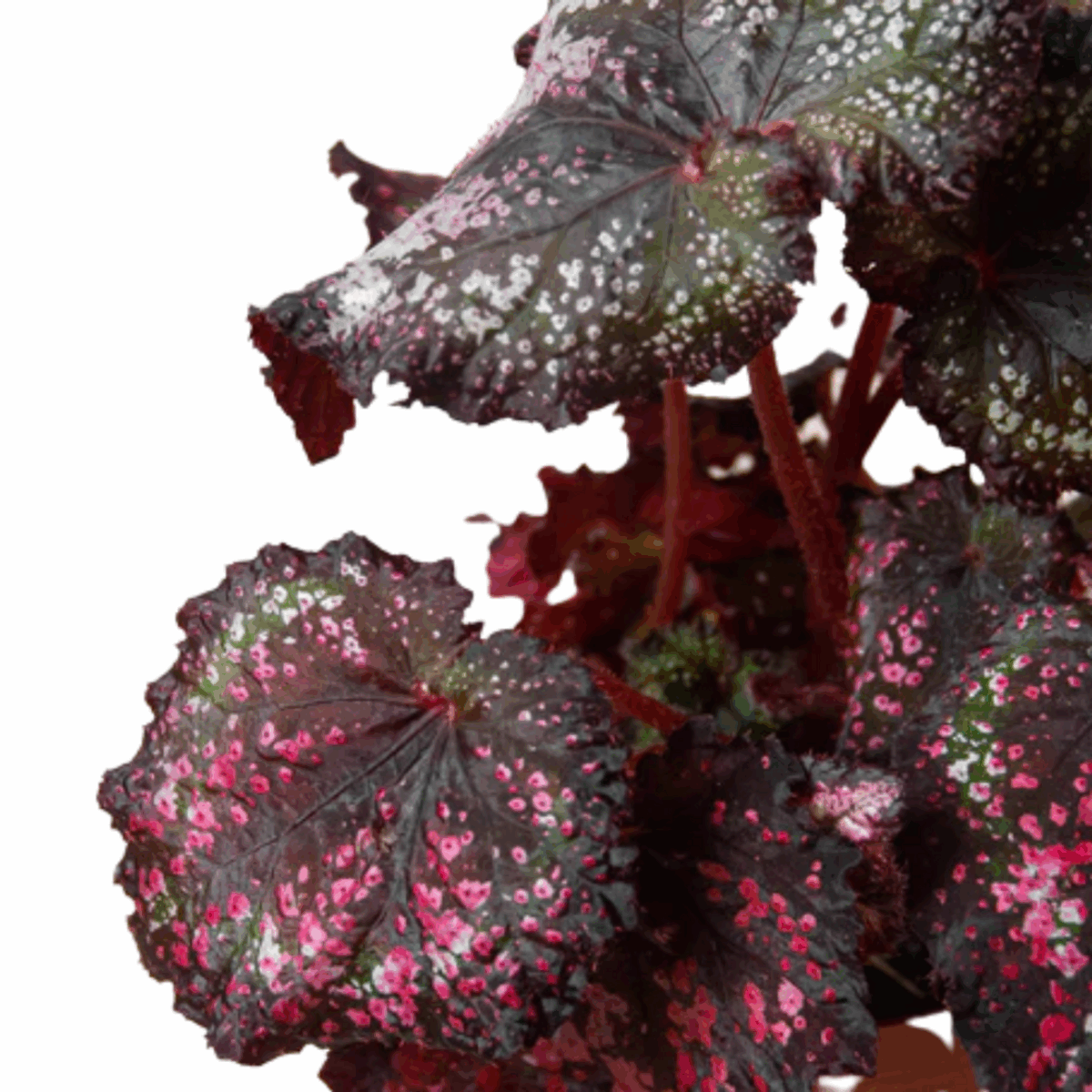 Rex Begonia - Image 6