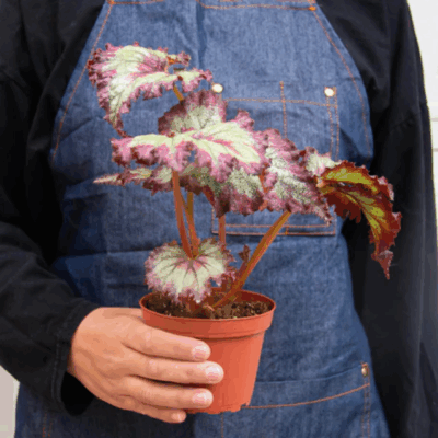 Alternative view of Rex Begonia