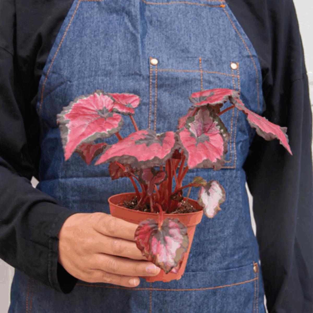Rex Begonia - Image 7