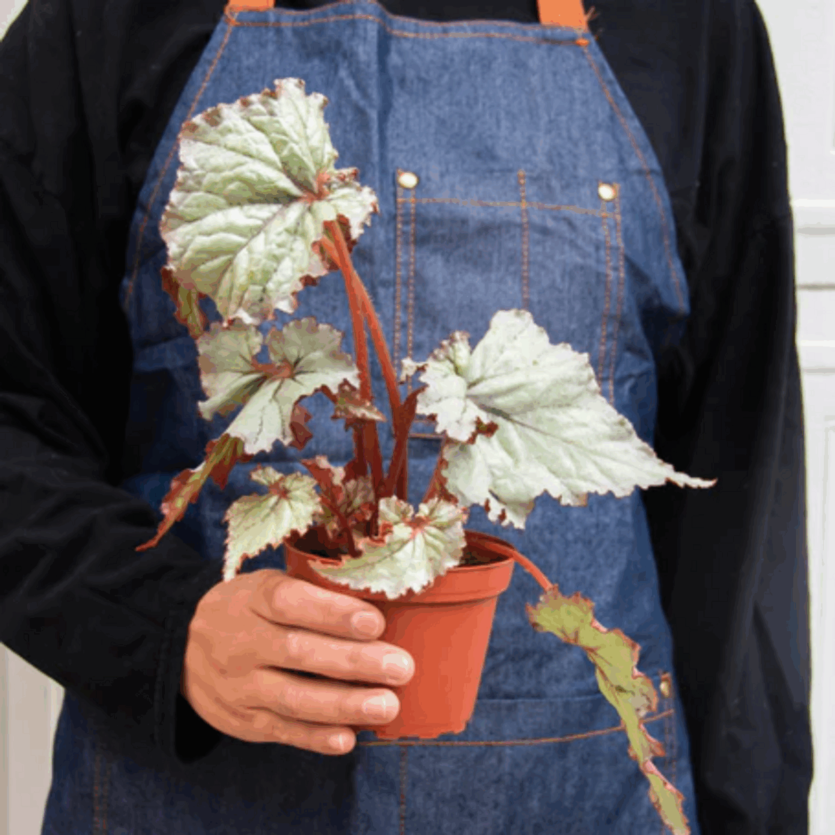 Rex Begonia - Image 8