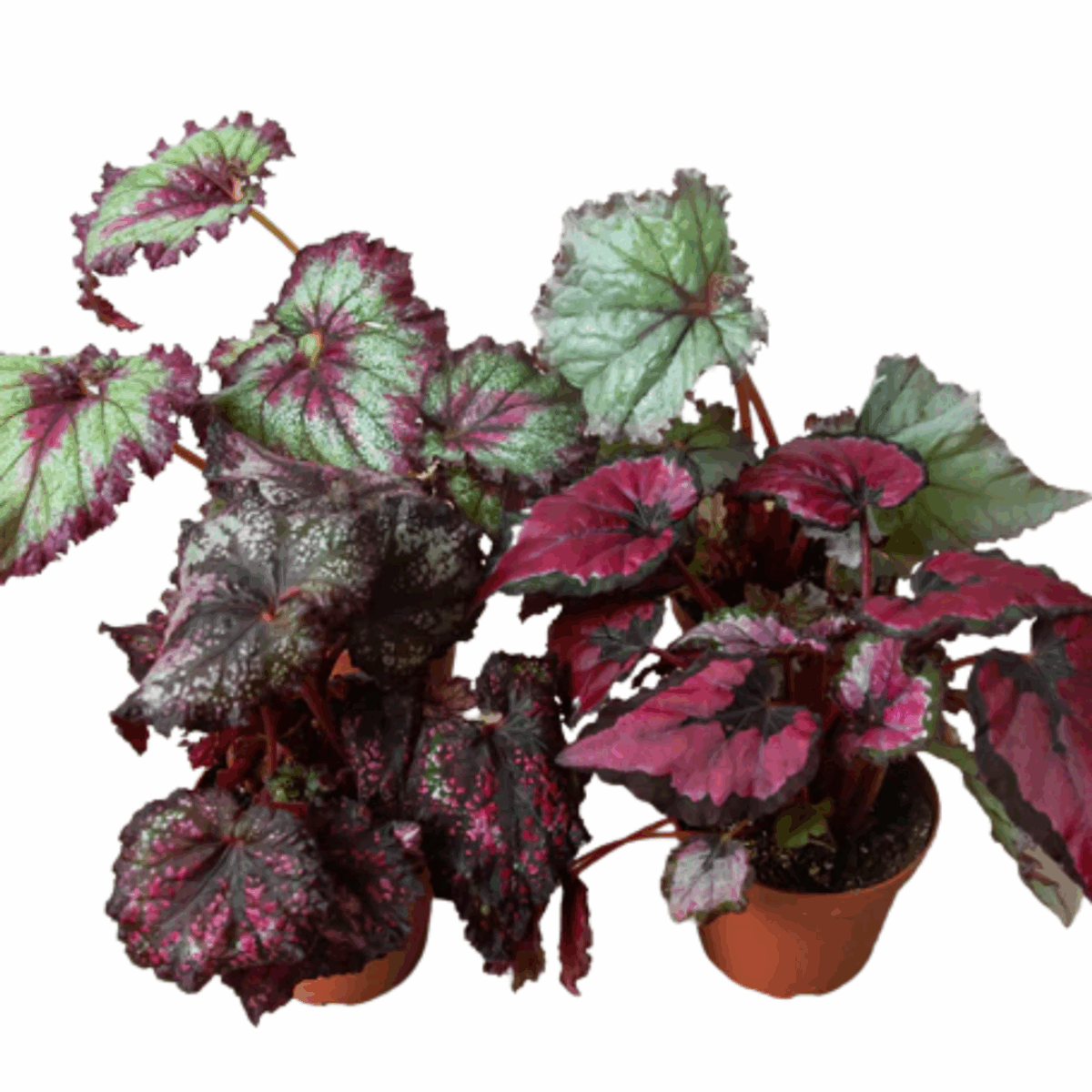 Rex Begonia