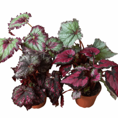 Rex Begonia