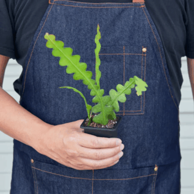 Alternative view of Ric Rac Cactus