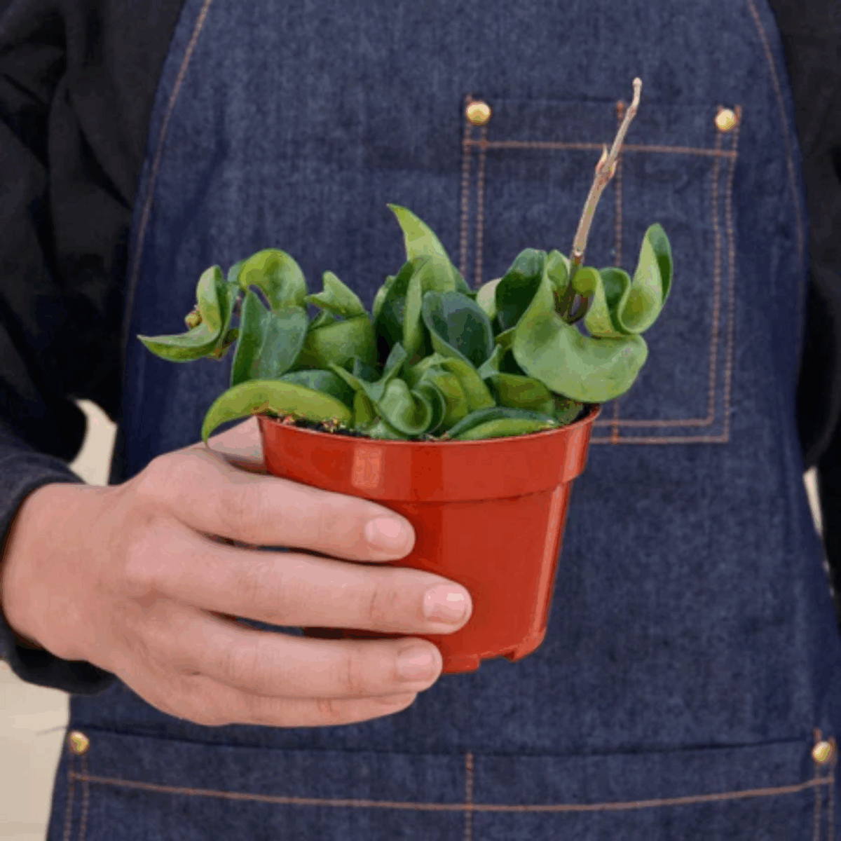 Rope Plant Hoya - Image 6