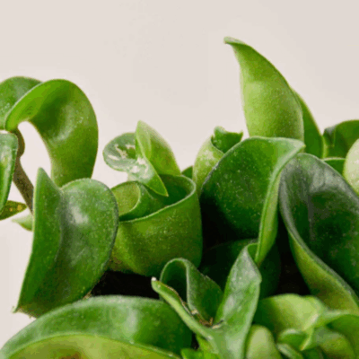 Alternative view of Rope Plant Hoya