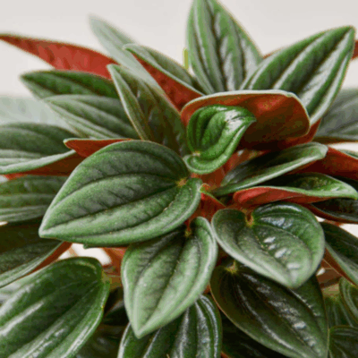 Alternative view of Rosso Peperomia