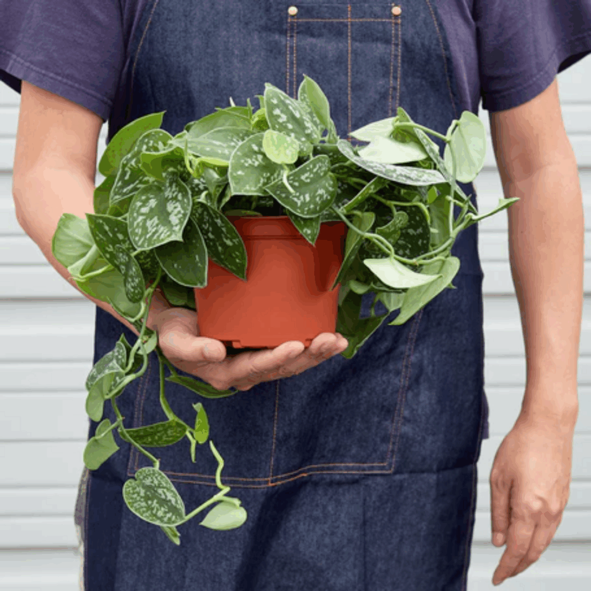 Satin Pothos - Image 6